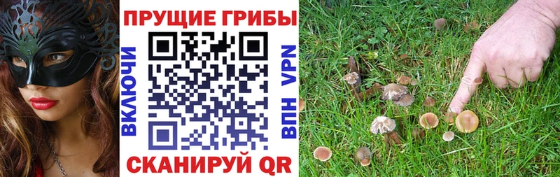 Псилоцибиновые грибы Cubensis  Камень-на-Оби 
